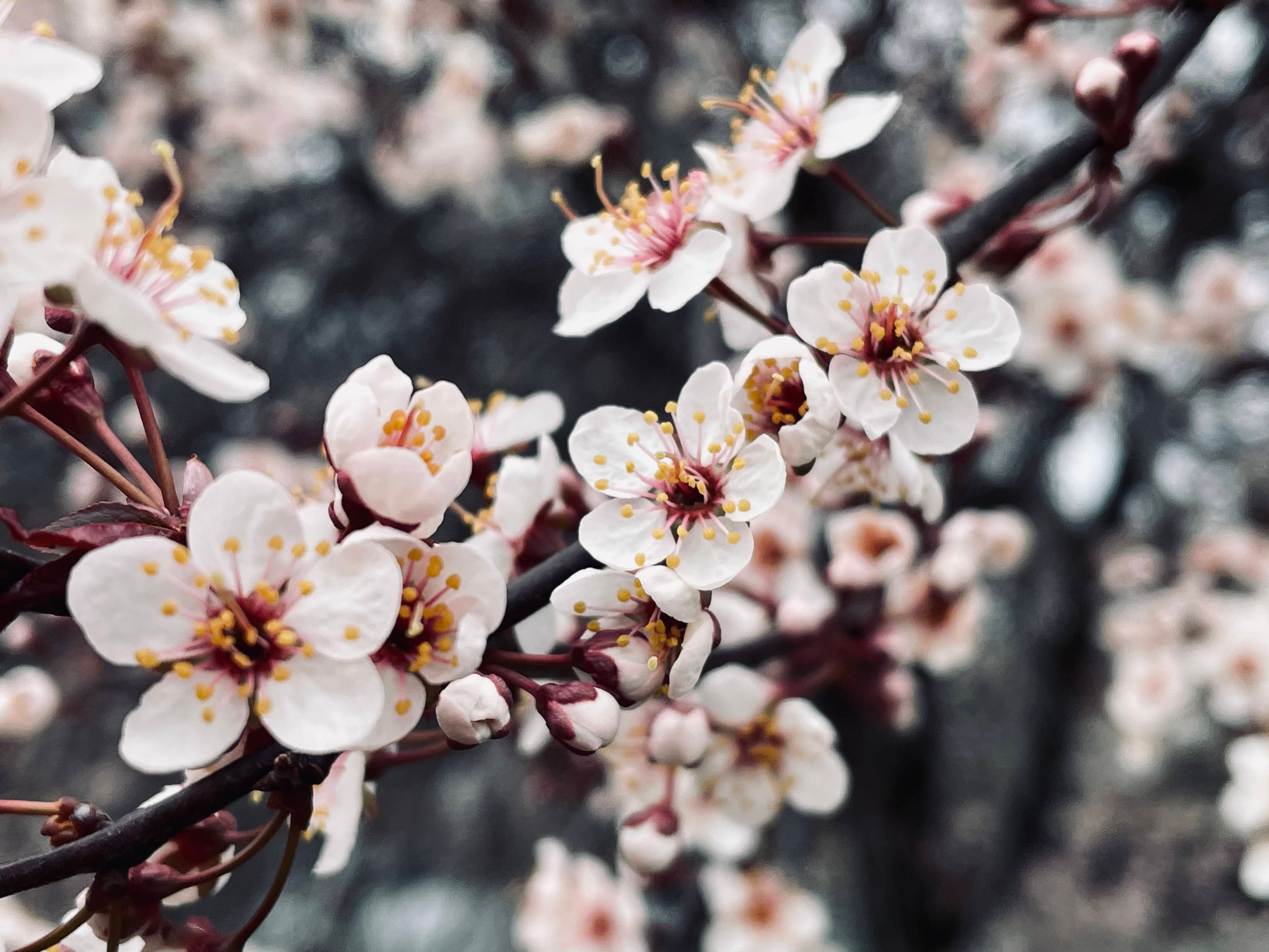 White Flowers