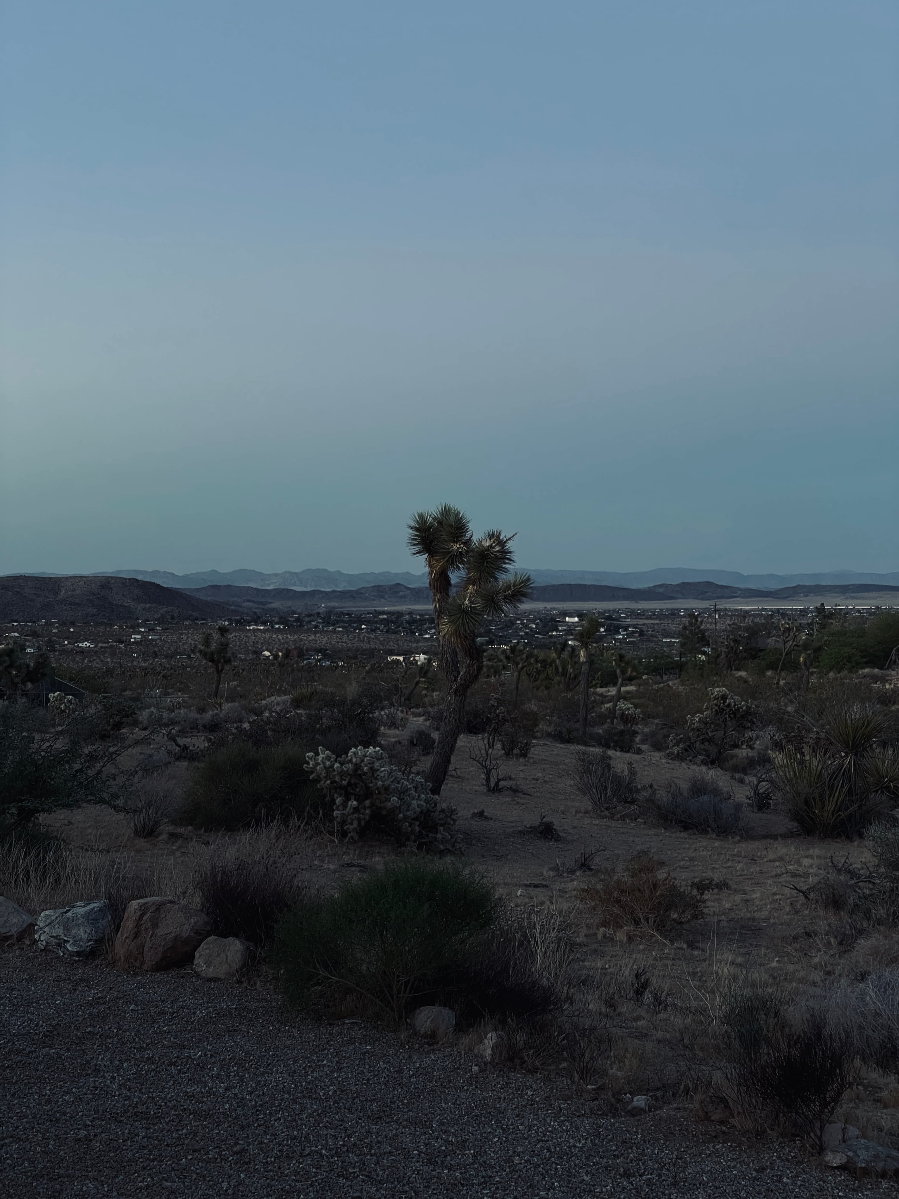 Joshua Tree